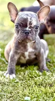 Puppy, a male French Bulldog for sale in Royse City, TX – 7 of 8