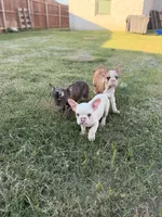 Puppy, a male French Bulldog for sale in Royse City, TX – 4 of 8