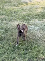 Puppy, a male French Bulldog for sale in Royse City, TX – 2 of 8