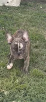 Puppy, a male French Bulldog for sale in Royse City, TX – 5 of 8