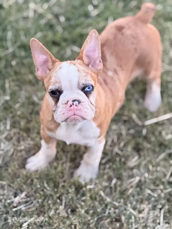 Puppy – French Bulldog puppy for sale in Royse City, TX