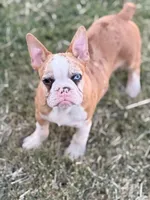 Puppy, a male French Bulldog for sale in Royse City, TX – 1 of 8