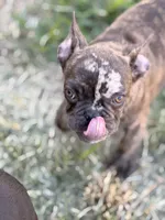 Puppy, a male French Bulldog for sale in Royse City, TX – 4 of 8
