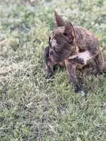 Puppy, a male French Bulldog for sale in Royse City, TX – 3 of 8