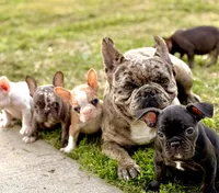 Puppy, a male French Bulldog for sale in Royse City, TX – 3 of 4