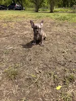 Puppy, a male French Bulldog for sale in Royse City, TX – 8 of 8