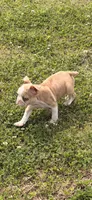 Puppy, a male French Bulldog for sale in Royse City, TX – 4 of 4