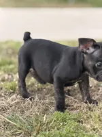 Puppy, a male French Bulldog for sale in Royse City, TX – 5 of 5