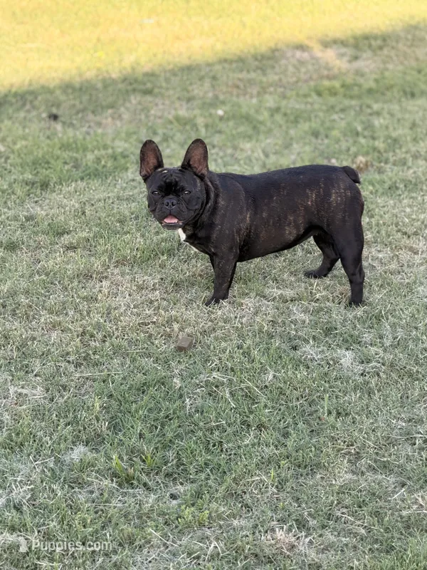 Bertha – French Bulldog puppy for sale in Royse City, TX