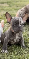 Puppy, a male French Bulldog for sale in Royse City, TX – 2 of 8
