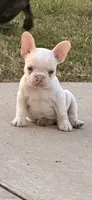 Puppy, a male French Bulldog for sale in Royse City, TX – 3 of 7