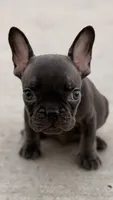 Puppy, a male French Bulldog for sale in Royse City, TX – 2 of 5