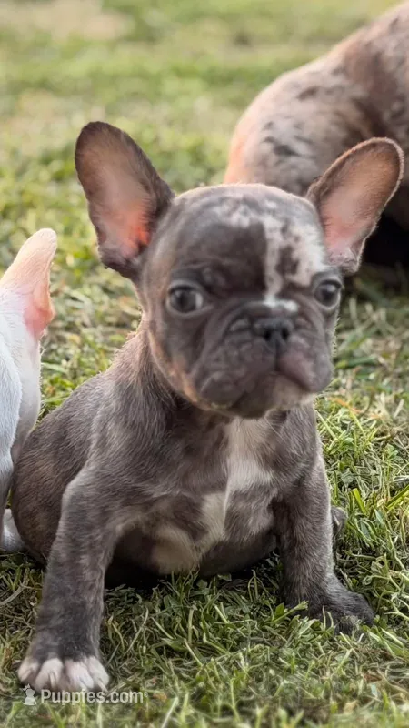 Puppy, a male French Bulldog for sale in Royse City, TX – 1 of 8