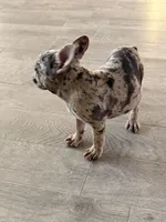 Chocolate, a female French Bulldog for sale in Royse City, TX – Photo 2 of 3