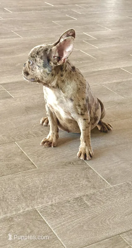 Chocolate, a female French Bulldog for sale in Royse City, TX – Photo 1 of 3