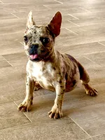 Chocolate, a female French Bulldog for sale in Royse City, TX – Photo 3 of 3