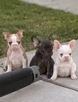 Puppy, a male French Bulldog for sale in Royse City, TX – 4 of 7