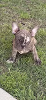 Puppy, a male French Bulldog for sale in Royse City, TX – 6 of 8