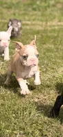 Puppy, a male French Bulldog for sale in Royse City, TX – 2 of 4