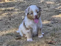 AKC Sergeant (Male), a male Australian Shepherd for sale in Springfield, MO – 2 of 7