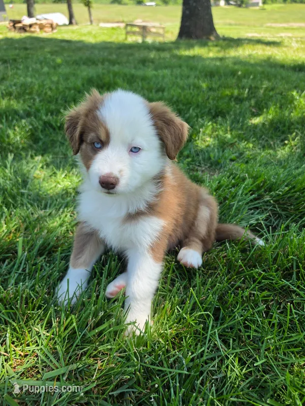 AKC Sugar (F) – Australian Shepherd puppy on hold in Springfield, MO