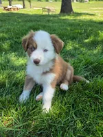 AKC Sugar (F), a female Australian Shepherd for sale in Springfield, MO – 1 of 4