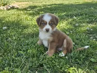 AKC Risk, a female Australian Shepherd for sale in Springfield, MO – 4 of 10