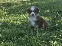 AKC Risk, a female Australian Shepherd for sale in Springfield, MO – 5 of 10