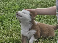 AKC Sugar (F), a female Australian Shepherd for sale in Springfield, MO – 3 of 4