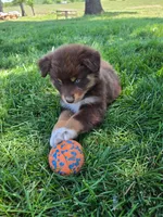 AKC Trouble (F), a female Australian Shepherd for sale in Springfield, MO – 5 of 8