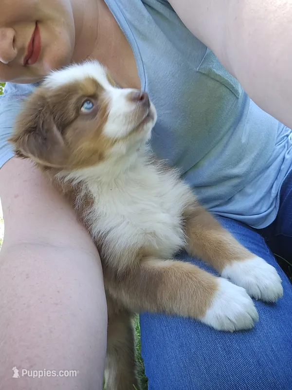AKC Risk – Australian Shepherd puppy for sale in Springfield, MO