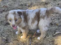 AKC Sergeant (Male), a male Australian Shepherd for sale in Springfield, MO – 5 of 7