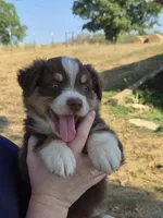 Snickers (AKC F), a female Australian Shepherd for sale in Springfield, MO – 5 of 8