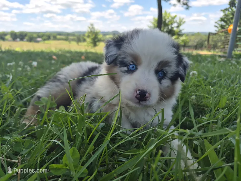 AKC Sparky (Male) – Australian Shepherd puppy for sale in Springfield, MO