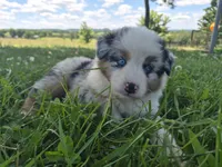 AKC Sparky (Male), a male Australian Shepherd for sale in Springfield, MO – 3 of 8