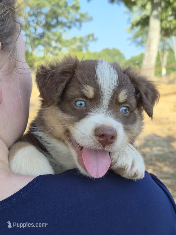 Snickers (AKC F) – Australian Shepherd puppy for sale in Springfield, MO