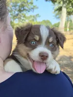 Snickers (AKC F), a female Australian Shepherd for sale in Springfield, MO – 1 of 8