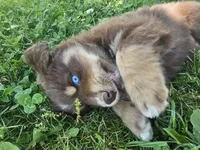 AKC Chip, a male Australian Shepherd for sale in Springfield, MO – 4 of 9