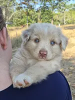 Private (AKC M), a male Australian Shepherd for sale in Springfield, MO – 3 of 9