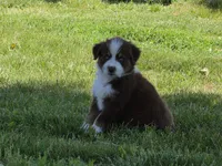 AKC Rocky (M), a male Australian Shepherd for sale in Springfield, MO – 1 of 4