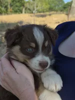 Snickers (AKC F), a female Australian Shepherd for sale in Springfield, MO – 6 of 8