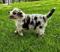 AKC Oreo (Male), a male Australian Shepherd for sale in Springfield, MO – 2 of 6
