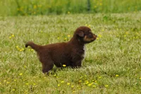 AKC Trouble (F), a female Australian Shepherd for sale in Springfield, MO – 2 of 8