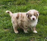 AKC S'more (Male), a male Australian Shepherd for sale in Springfield, MO – 3 of 5