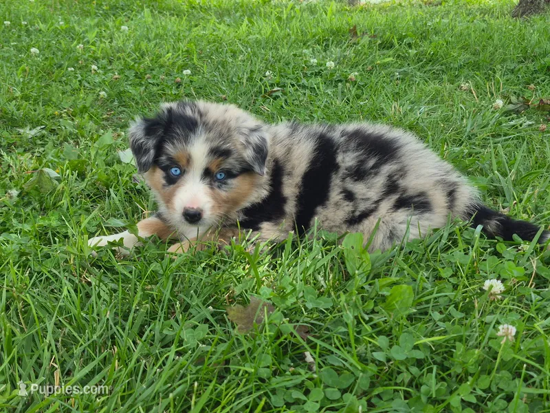 AKC Peaches (Female) – Australian Shepherd puppy for sale in Springfield, MO