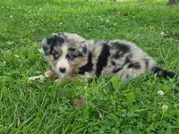 AKC Peaches (Female), a female Australian Shepherd for sale in Springfield, MO – 1 of 1