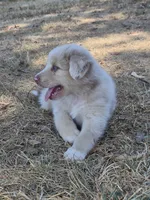 Private (AKC M), a male Australian Shepherd for sale in Springfield, MO – 9 of 9