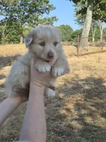 Private (AKC M), a male Australian Shepherd for sale in Springfield, MO – 5 of 9