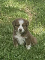 AKC Rocky (M), a male Australian Shepherd for sale in Springfield, MO – 4 of 4