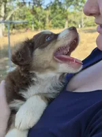 Snickers (AKC F), a female Australian Shepherd for sale in Springfield, MO – 4 of 8